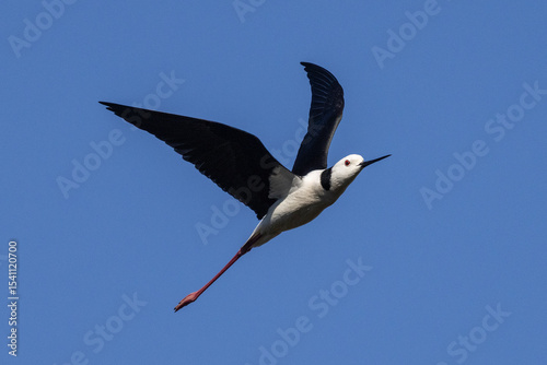 Pied Stilt in flight against blue sky
