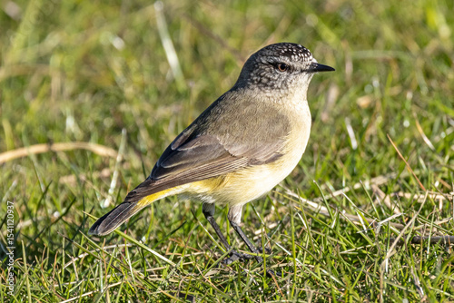 Australian Yellow-rumped Thornbill feeding on the ground