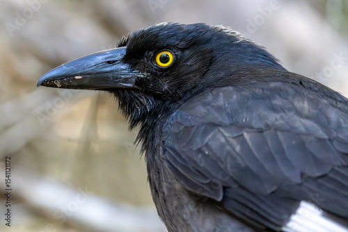Close up of an Australian Pied Currawong