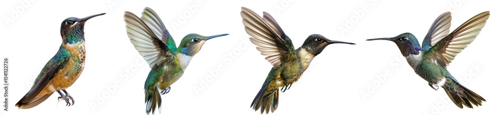 Obraz premium Collection of Hummingbird fly full body isolate on transparent background