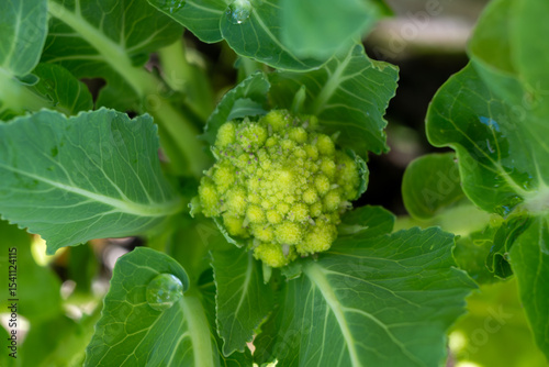 Organic ripe green Romanesco broccoli or Roman cauliflower, Broccolo Romanesco, Romanesque cauliflower growing on field