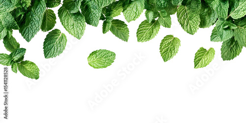 Fresh green mint leaves border on black background perfect for presentation