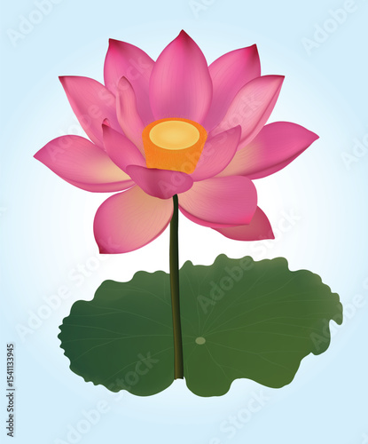 Lotus Pink flower art