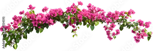 Bougainvillea spectabilis flower branch with green leaves on black background