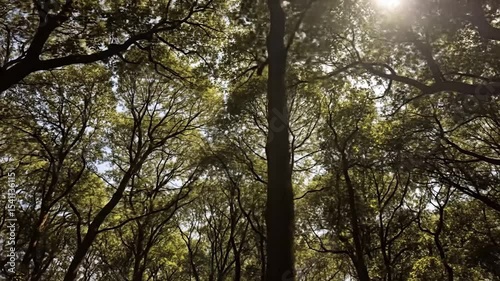 Sun Drenched Canopy: A Forest Scene with Sunlight Filtering Through the Trees