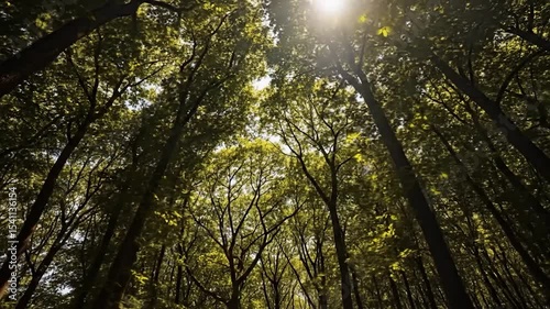 Sunlit Canopy: A Low-Angle View of Towering Trees in a Lush Forest Video