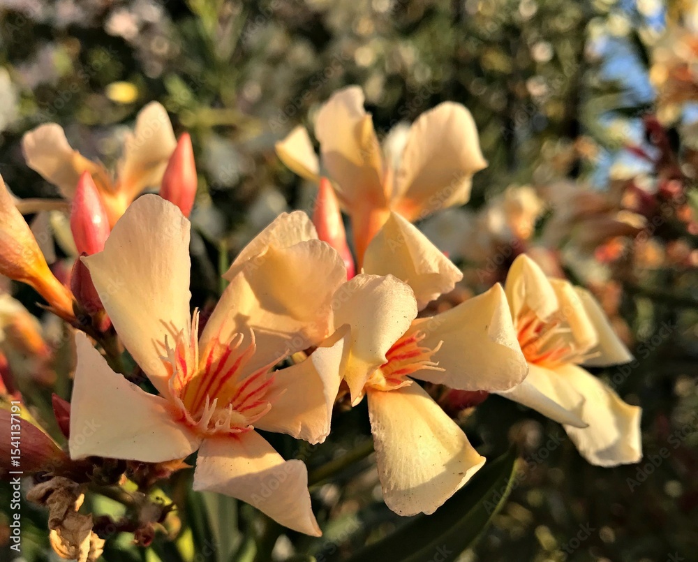 Fototapeta premium Creamy pinkish Laurel Blossom. Laurel Flower isolated in Bloom. Laurel Flower Closeup. Creamy pinkish flowers blooming in spring time. Nerium oleander isolated, zoomed. white pinkish flower background
