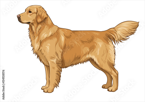 animal, vector, cute, illustration, dog, isolated, design, pet, cartoon, art, golden retriever, breed, retriever, icon, drawing, funny, graphic, canine, puppy, black, doggy, labrador, head, golden,