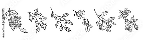 Branches of Berries set Hand Drawn Sketch isolated on white Background. Vintage collection Line art Ink Leaves of Plants. Coloring Book Rosehip, Blueberry, Lingonberry, Rowan, Viburnum, Elderberry.