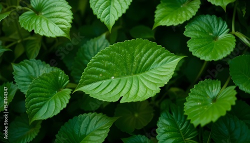  Fresh Green Leaves in Summer Garden with Natural Light and Bokeh