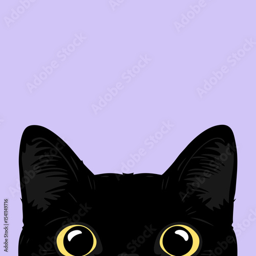 black and white cat