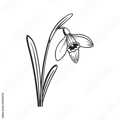 line art of single snowdrop flower