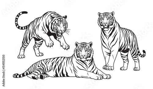 Black and white tiger illustrations in action, resting, and standing positions, fierce and majestic animal in engraving-style line art.