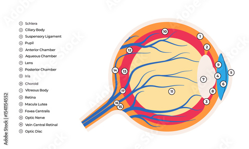 Illustration of the internal structure of the human eye labeled components cornea iris lens retina optic nerve and vitreous body