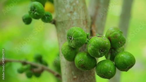 Wallpaper Mural Figs on a tree trunk in the forest Torontodigital.ca