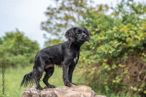 Black dog at the park standing on a rock enjoying a sunny day