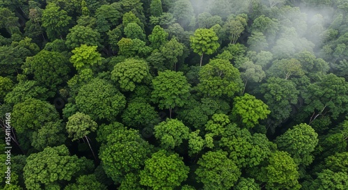 Overhead View of a Vibrant Green Forest