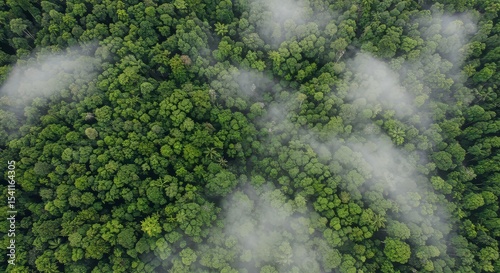 Aerial View of Green Forest and Clouds