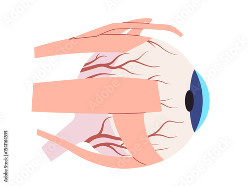Eye External Anatomy with Muscles and Structures illustration including eyelids cornea and extraocular