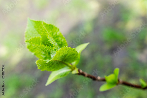 young green leaves on a branch in spring season environment nature love earth concept