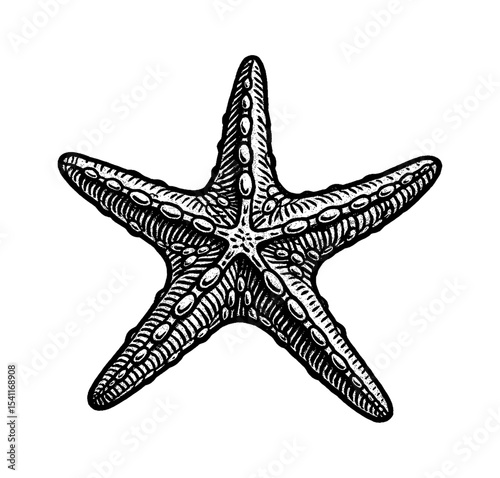 Detailed Engraved Starfish Illustration on White Background Vector