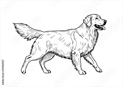 illustration, drawing, art, vector, animal, isolated, cute, dog, design, line, pet, graphic, breed, background, cartoon, sketch, funny, golden retriever, domestic, icon, puppy, nature, happy, outline,