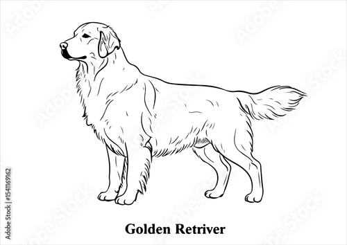 illustration, drawing, art, vector, animal, isolated, cute, dog, design, line, pet, graphic, breed, background, cartoon, sketch, funny, golden retriever, domestic, icon, puppy, nature, happy, outline,