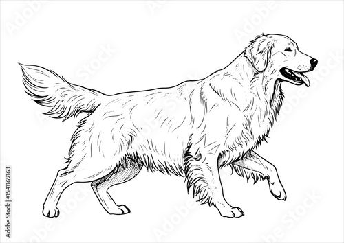 illustration, drawing, art, vector, animal, isolated, cute, dog, design, line, pet, graphic, breed, background, cartoon, sketch, funny, golden retriever, domestic, icon, puppy, nature, happy, outline,