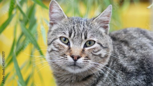 Wallpaper Mural Playful tabby cat resting among greenery outdoors Torontodigital.ca
