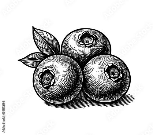 Detailed Vintage Illustration of Three Blueberries with a Leaf in Black and White