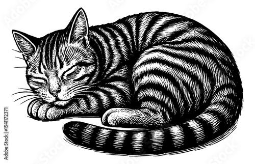 Black and White Engraving Style Illustration of a Striped Cat Curled Up and Sleeping Peacefully