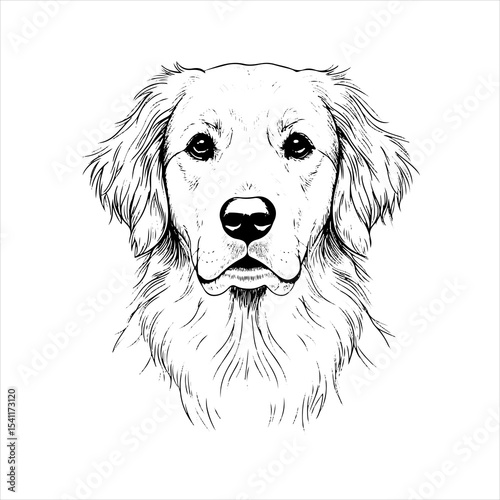 head golden retriever line art vector illustration isolated on background , illustration, drawing, art, vector, animal, isolated, cute, dog, design, line, pet, graphic, breed, background, cartoon,