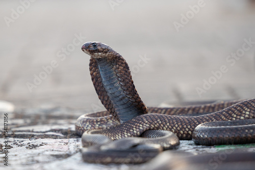 Street view of Cobra snake charmer used as a photo prop at Jemaa el-Fnaa in the Old Town Medina area of Marrakech, west Morocco