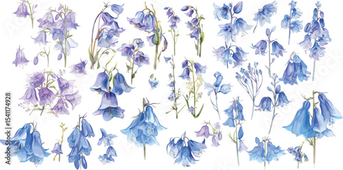 bluebell watercolor clipart | bluebell clipart for graphic resources