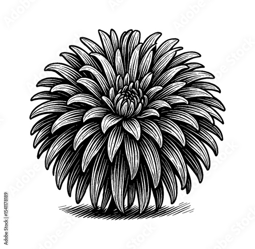 Detailed Black and White Engraving of a Dahlia Flower with Intricate Petal Patterns