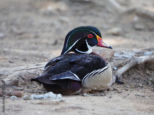 small duck sitting on shore