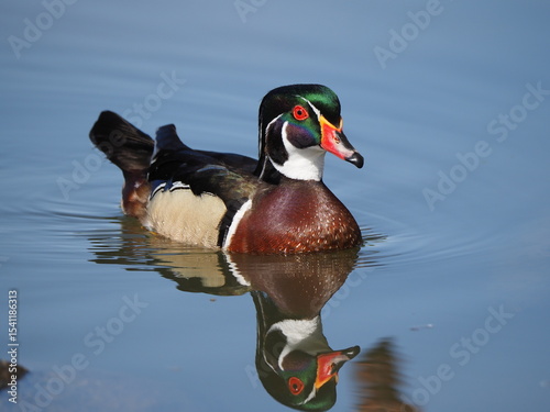 duck on the water
