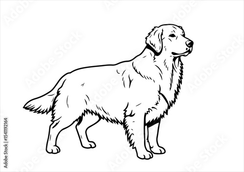 animal, pet, stencil, breed, vector, dog, labrador, illustration, drawing, outline, graphic, white, domestic, black, retriever, art, isolated, puppy, golden retriever, cute, mammal, pedigree