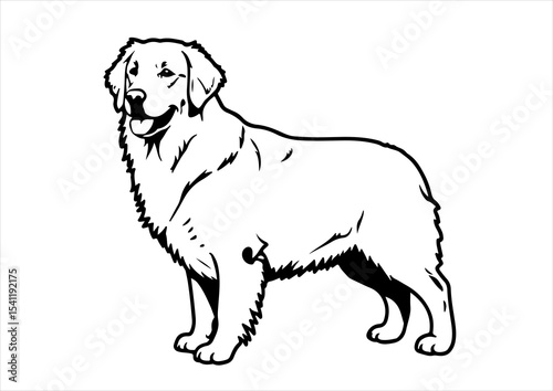 animal, pet, stencil, breed, vector, dog, labrador, illustration, drawing, outline, graphic, white, domestic, black, retriever, art, isolated, puppy, golden retriever, cute, mammal, pedigree
