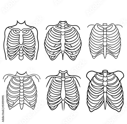 Skeleton human rib cage body bones vector