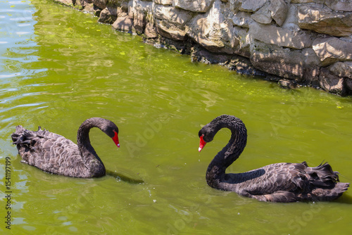 Fototapeta Naklejka Na Ścianę i Meble -  A pair of graceful black swans with bright red beaks swims in a body of greenish water. Their elegant neck curves and dark plumage create a contrasting and refined image.