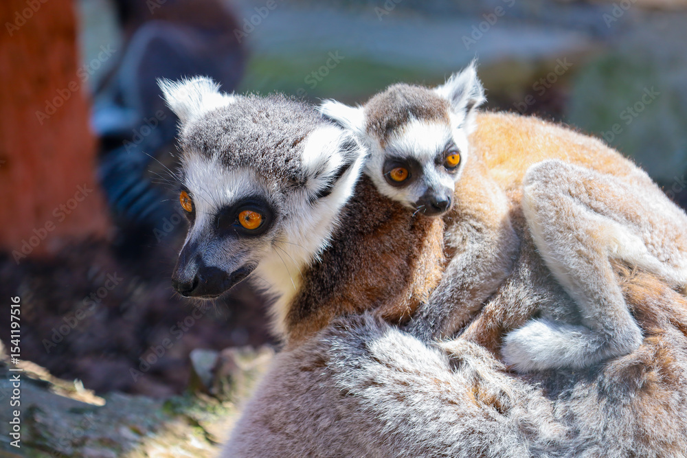 Obraz premium Charming lemurs with striking orange eyes showcase a tender bond. An adult vigilantly protects its baby nestled on its back, creating a heartwarming scene of natural love and care.