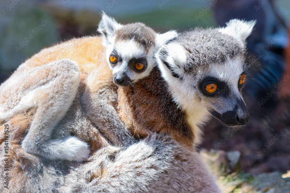 Obraz premium A mother lemur with her baby displays tenderness and closeness, their bright orange eyes looking out into the world. This charming pair reflects the unique beauty of nature and family bonds.