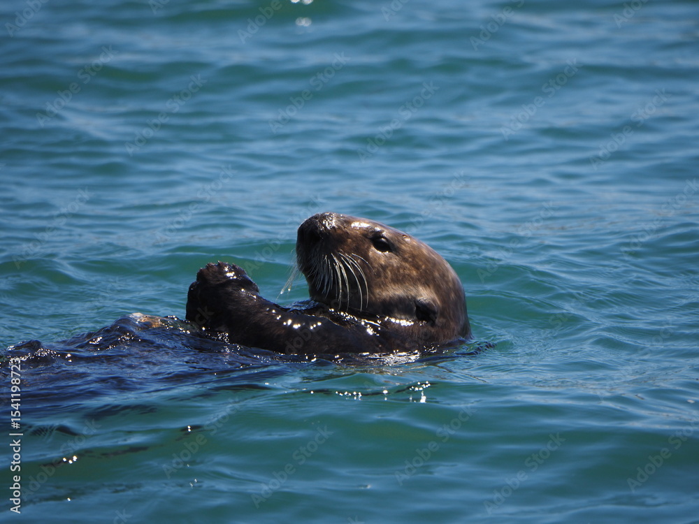 Fototapeta premium sea otter eating on back