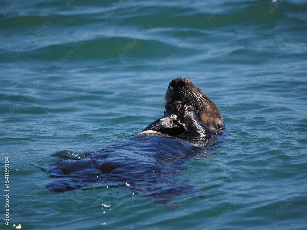 Fototapeta premium sea otter eating on back