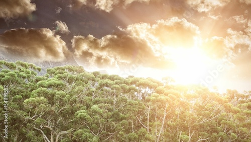 Forest under sunset sunbeams