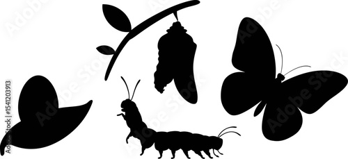 Butterfly life cycle stages vector illustration metamorphosis caterpillar pupa insect nature art design 100 editable stock vector illustration