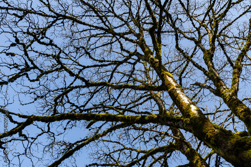 Bare branches of a tree without leaves with background of blue sky. Nature landscape spring concept