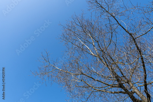 Bare branches of a tree without leaves with background of blue sky. Nature landscape spring concept