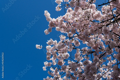 Japanese Pink Cherry Blossom tree against a blue sky. Beautiful large flowers opened on branches